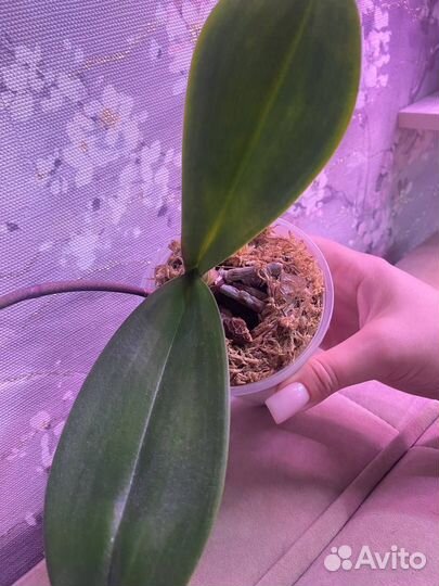 Орхидея фаленопсис биг лип