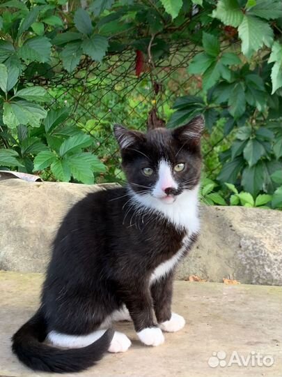 Кошка в дар