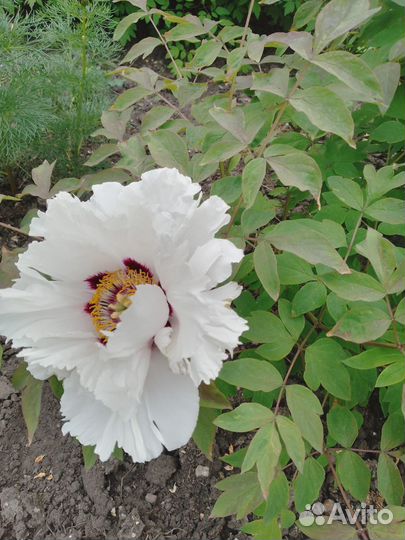 Древовидные пионы в ассортименте