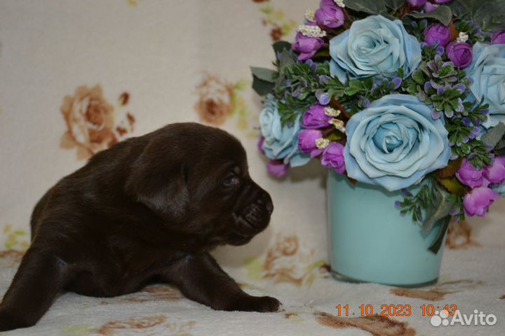 Щенки лабрадора