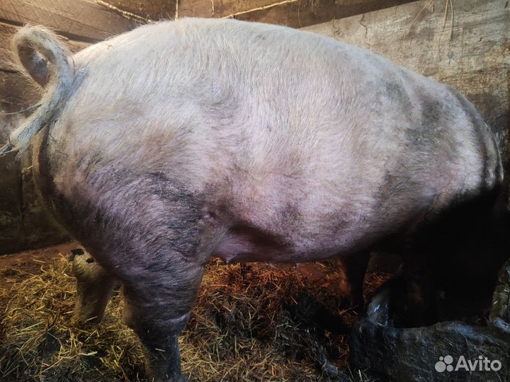 На племя или мясо