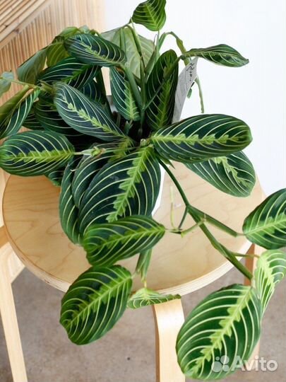 Маранты, комнатное растение