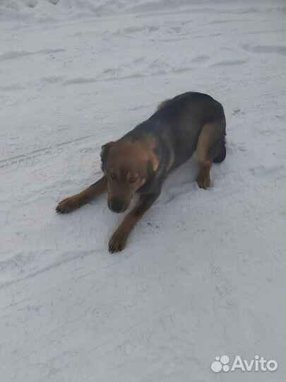 Собака в добрые руки