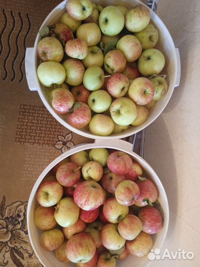 Осенние сорта