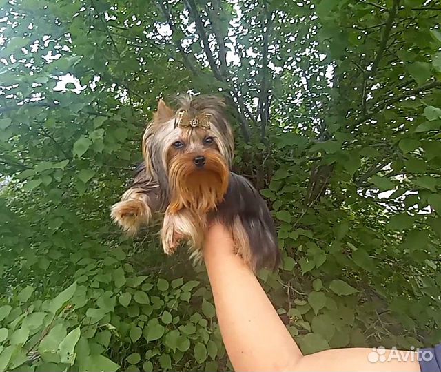 Йорк девочка супер мини