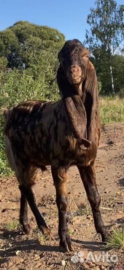 Козочка, козел камори и камори-шами