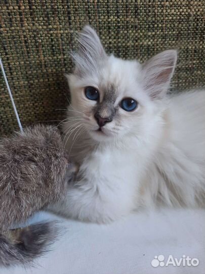 Кошечка редкой породы
