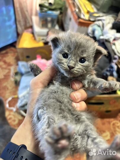 Шотландская вислоухая