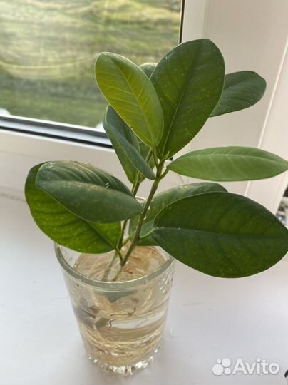 Фикус микрокарпа