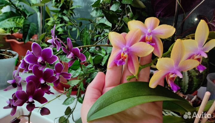 Орхидея Лиодоро