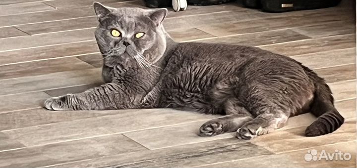 Кот на вязку