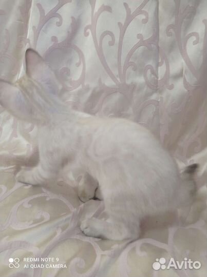 Бенгальский снежный мальчик