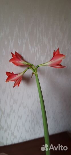 Амариллис