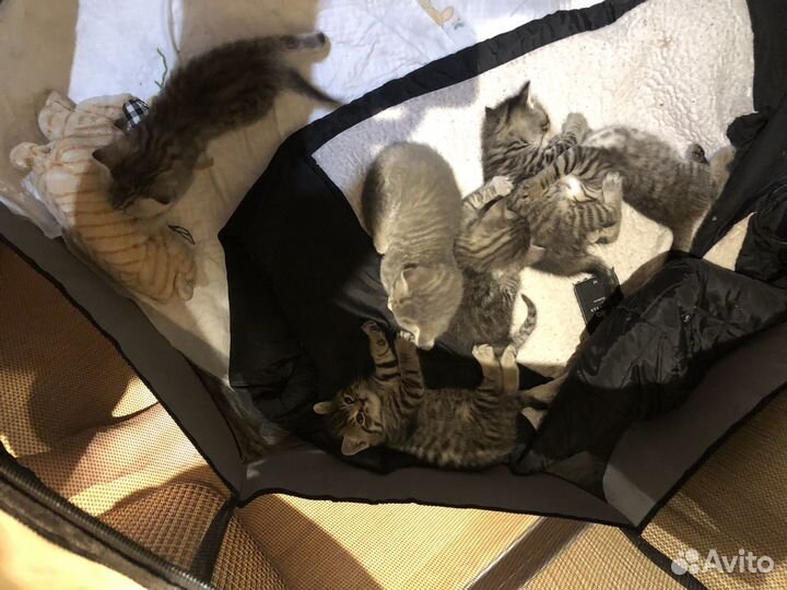 Котята в добрые руки