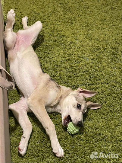 Собака в дар