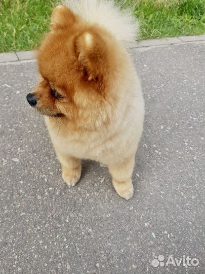 Вязка померанского шпица