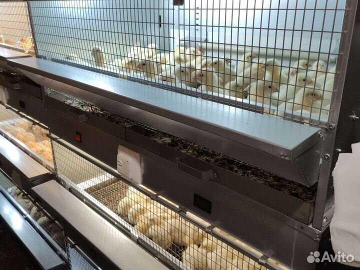 Суточный бройлер