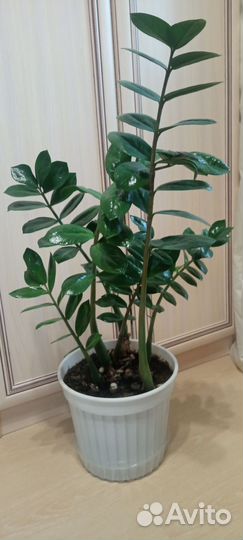 Замиокулькас