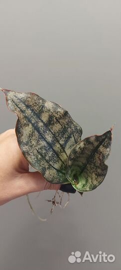 Сансевиерия кирки копертон