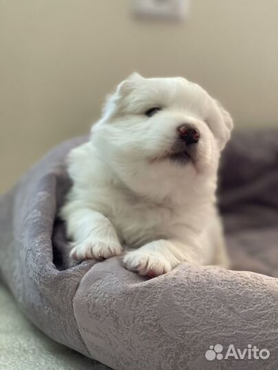 Щенки самоеда