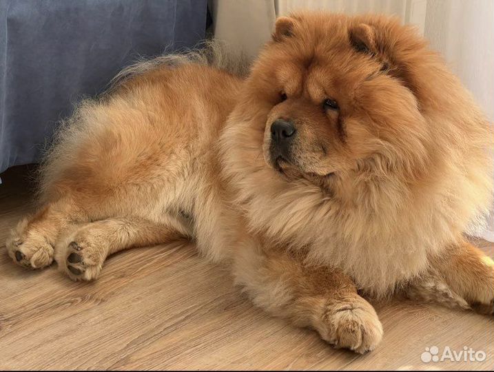 Передержка кошек и собак