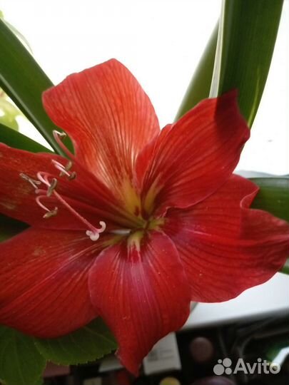 Гиппиаструм