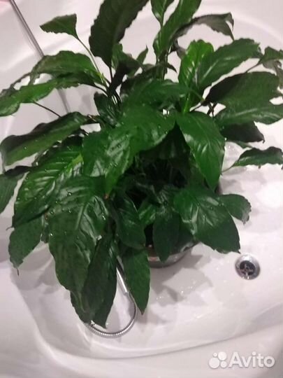 Спатифиллум