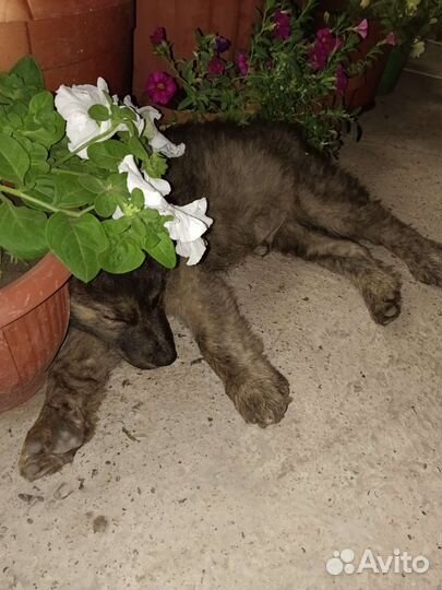 Щенок крупный 3-4 мес