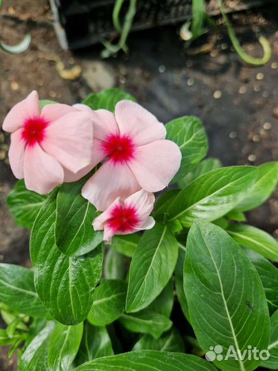 Комнатные цветы и декоративнолиственные растения