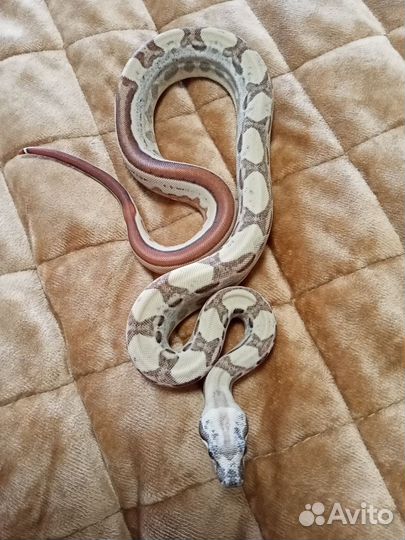 Императорский удав самка