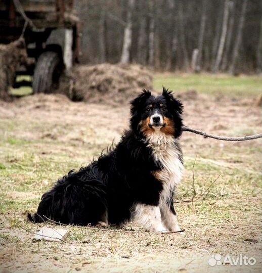 Щеночки австралийской овчарки, аусси