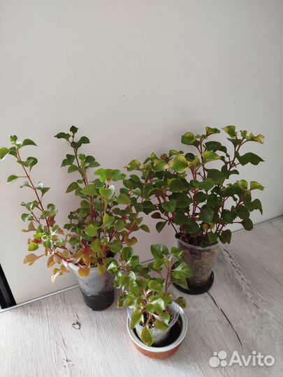 Альтернантера