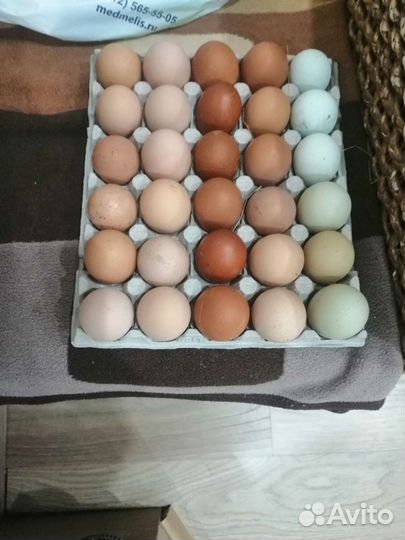 Инкубационное яйцо