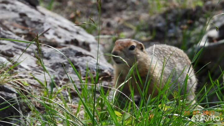 Джип туры по Камчатке