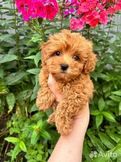 Мальтипу f1 mini элитная девочка