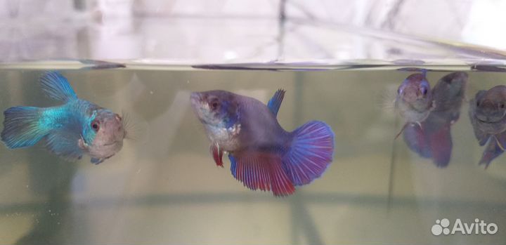 Петушок девочки