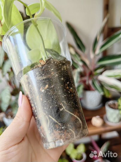 Сингониум, сциндапсус, пеларгония