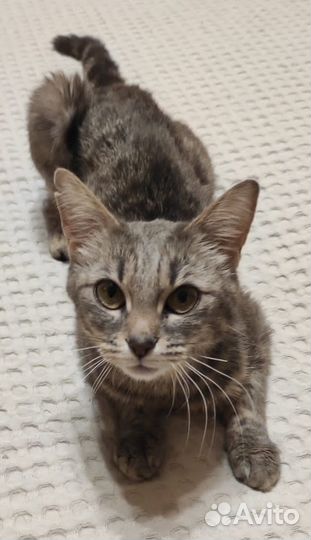 Спасите Моли