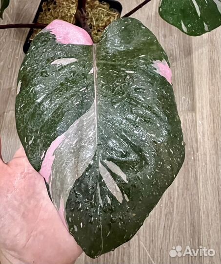 Филодендрон pink princess marble king