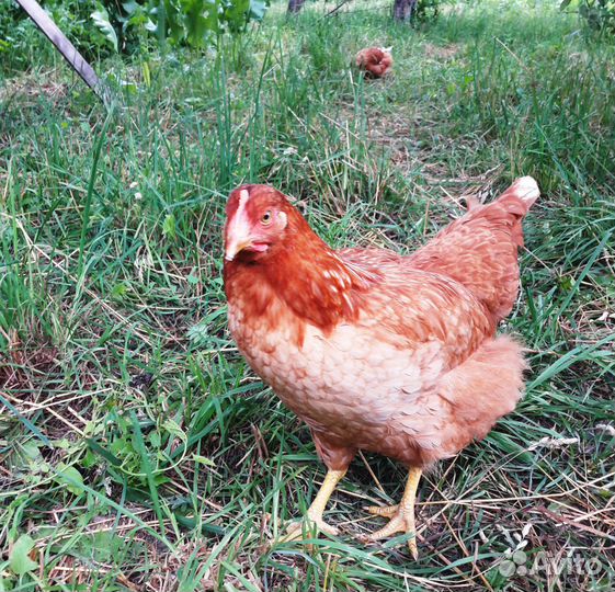 Куры молодки