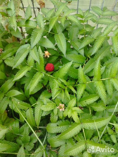Клубничная малина