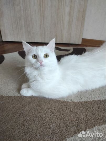Кошка смесь с мейкуном