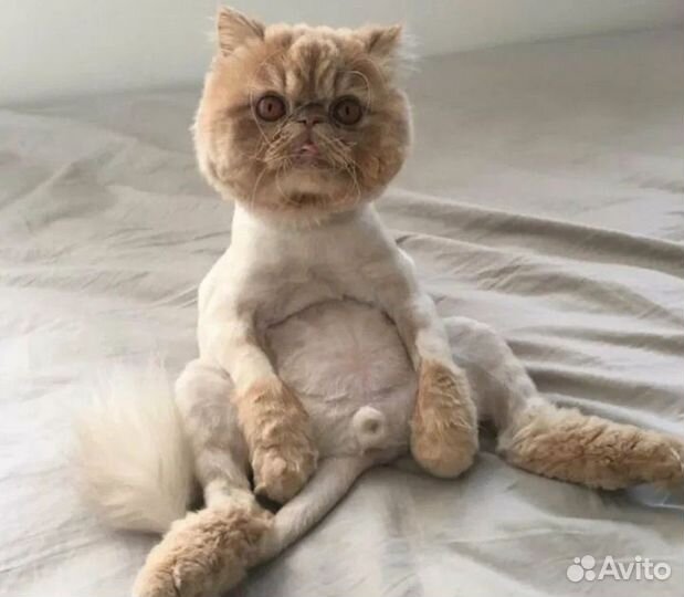 Стрижка кошек