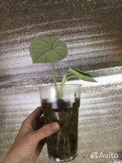 Алоказия Мело