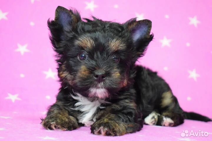 Цветной йорк