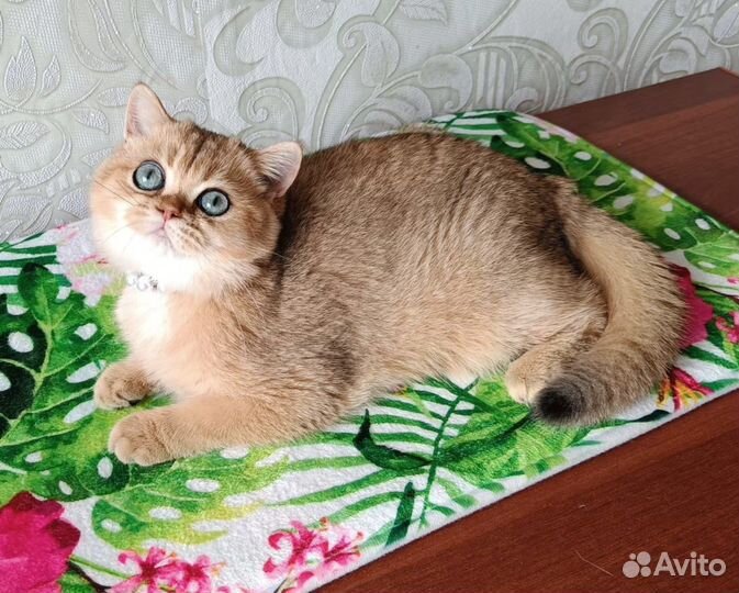 Девочка, золотая шиншилла