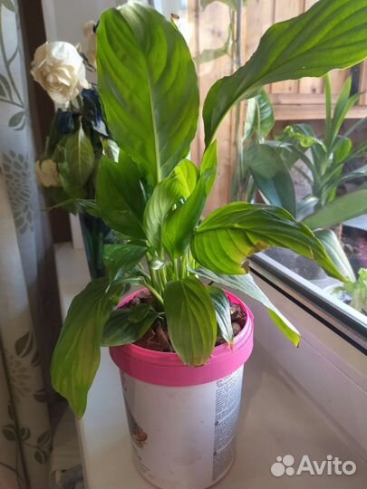 Спатифиллум