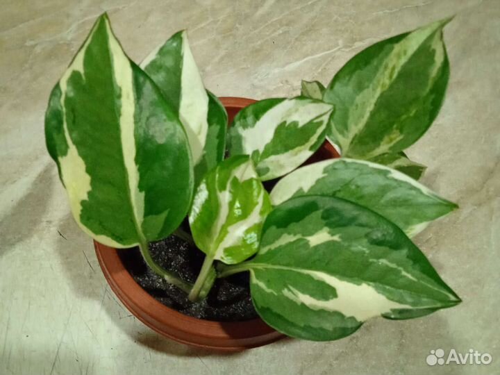 Сциндаптус