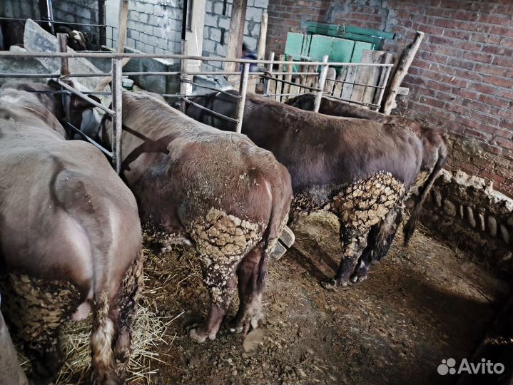 Быки на мясо