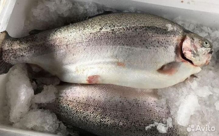 Охлажденная Карельская Форель 2023